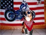 " Harley Dog "