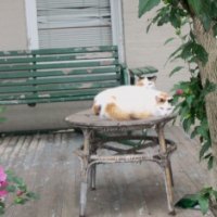 Siblings on the porch