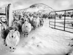 "  Winter Sheep "