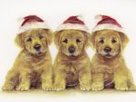 " Christmas Puppies  "