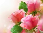 Pink Roses