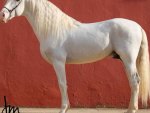 White Iberian Beauty