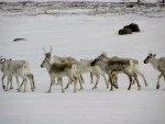 "  Herd Of Caribou  "