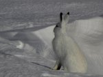 "  Snowshoe Hare  "