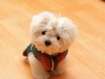 â™¥ cute puppy malteseâ™¥