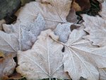 Autumn's Frosty Leaves