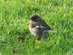 Chaffinch