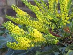 Mahonia