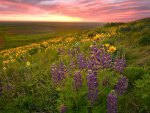 steptoe butte palouse county washington