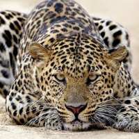 Leopard