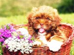 puppy in a basket