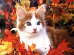autumn kitty