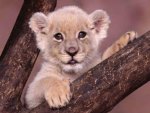 little lion