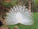 white peacock