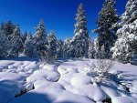 Snowbound pine-trees