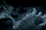 Ghost Fern