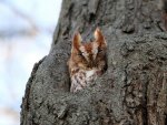 Owl in a Tree Hole