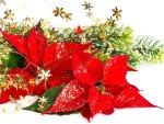 Red Poinsettia