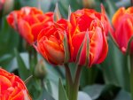 Fiery Tulips