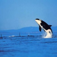 Air Bound Orca