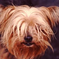 An Old Yorkie