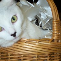 White Cat with a Black Nose