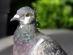 Pigeon
