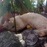 MUHAMMAD OYIEN WAQIESH- OYEIN