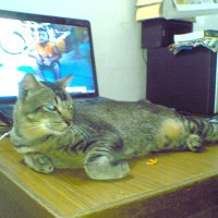 MEMORY OF JABAL WAQIESH MUHAMMAD APPLE 2006-2011