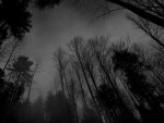 Dark Mood Woods