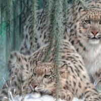 Snow Leopards