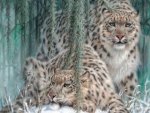 Snow Leopards