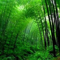 dancing bamboo