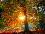 Magnificent Autumn Sun
