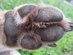 wolf paw