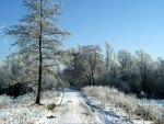 Forest in winter