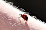"  Ladybug "