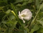 Little White Poppy