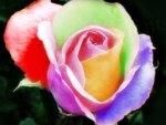 Rainbow Rose