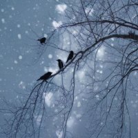 winter crows