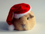 GUINEA SANTA