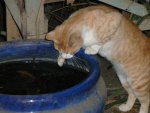 Me tinks I will catch the fishy meow!