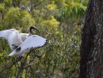Australian white ibis