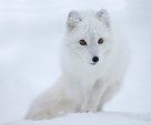 Arctic fox