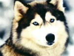 blue eyed husky