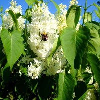 Bumble Bee on Lilac