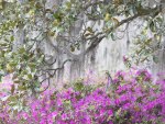Azaleas and Spanish Moss at Morning