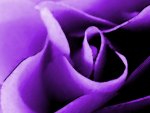 Purple Rose