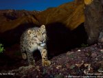 snow leopard at night