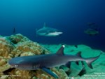 white tiped reef sharks